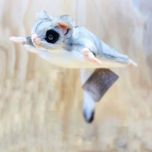 Hansa Sugar Glider