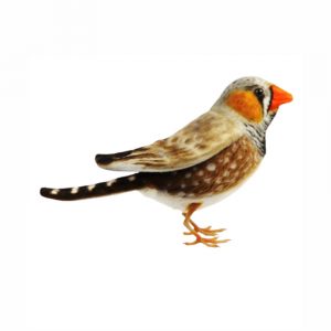 Zebra Finch