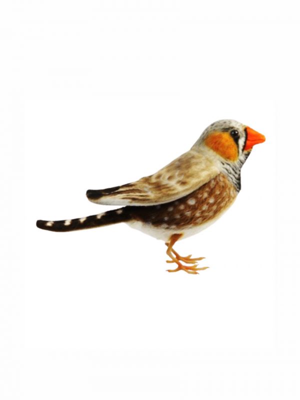 Zebra Finch