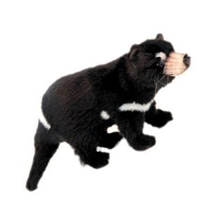 Tasmanian devil plush