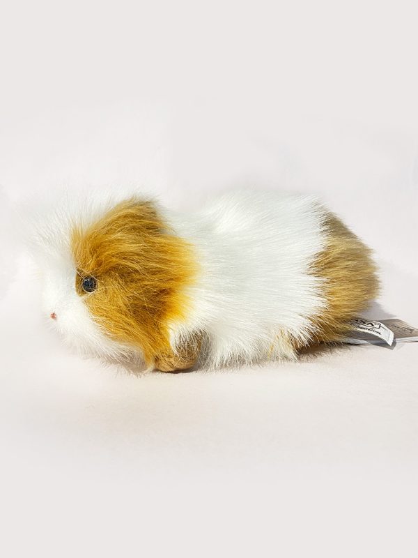 Hansa brown and white guinea pig